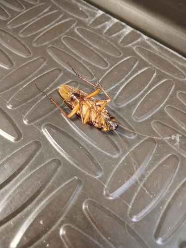 American Cockroach photo 5