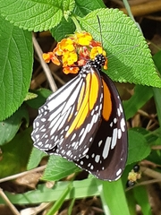 Danaus melanippus hegesippus