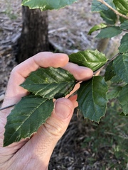 Aphananthe philippinensis