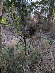 Aphananthe philippinensis