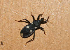 Acanthaspis obscura