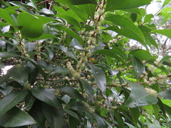 Denhamia fasciculiflora