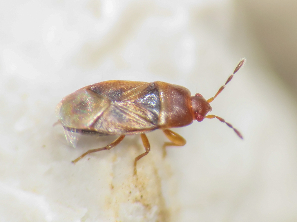 Plinthisus minutissimus