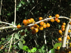 Denhamia fasciculiflora