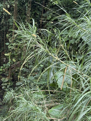 Cenchrus purpureus observed 2025-09-28