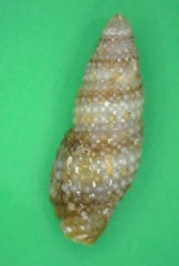 Kermia pumila