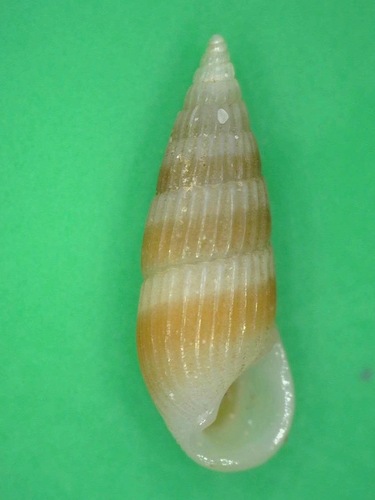 Rissoina ambigua observed 2016-12-04