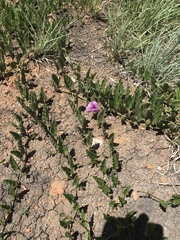 Ipomoea oblongata