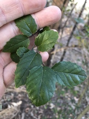 Aphananthe philippinensis
