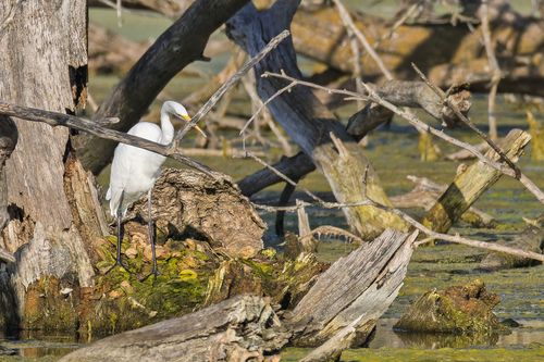Great Egret