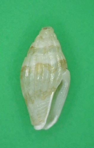 Seminella peasei observed 2016-12-04
