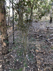 Aphananthe philippinensis