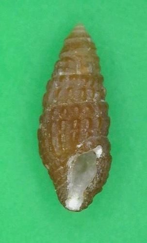 Carinapex minutissima observed 2016-12-04