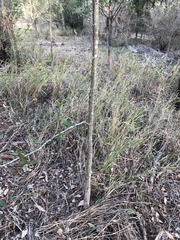 Aphananthe philippinensis