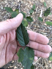 Aphananthe philippinensis