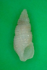 Bittinella hiloensis