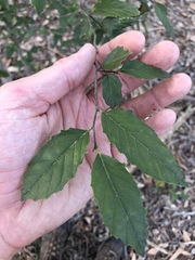 Aphananthe philippinensis