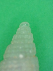 Bittinella hiloensis