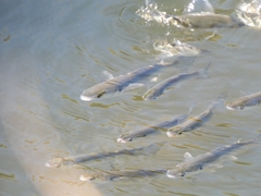 Thinlip Grey Mullet photo 3