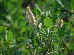Salix richardsonii