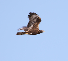 Pernis ptilorhynchus