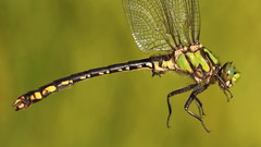 Ophiogomphus mainensis
