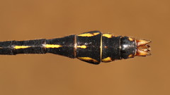 Ophiogomphus mainensis