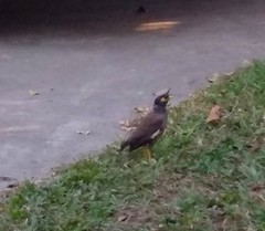 Acridotheres tristis