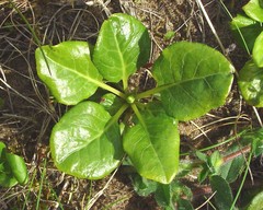 Pyrola rotundifolia maritima