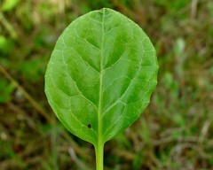Pyrola rotundifolia maritima