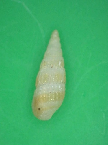 Apataxia cerithiiformis observed 2016-12-04