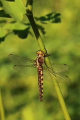 Neurocordulia michaeli