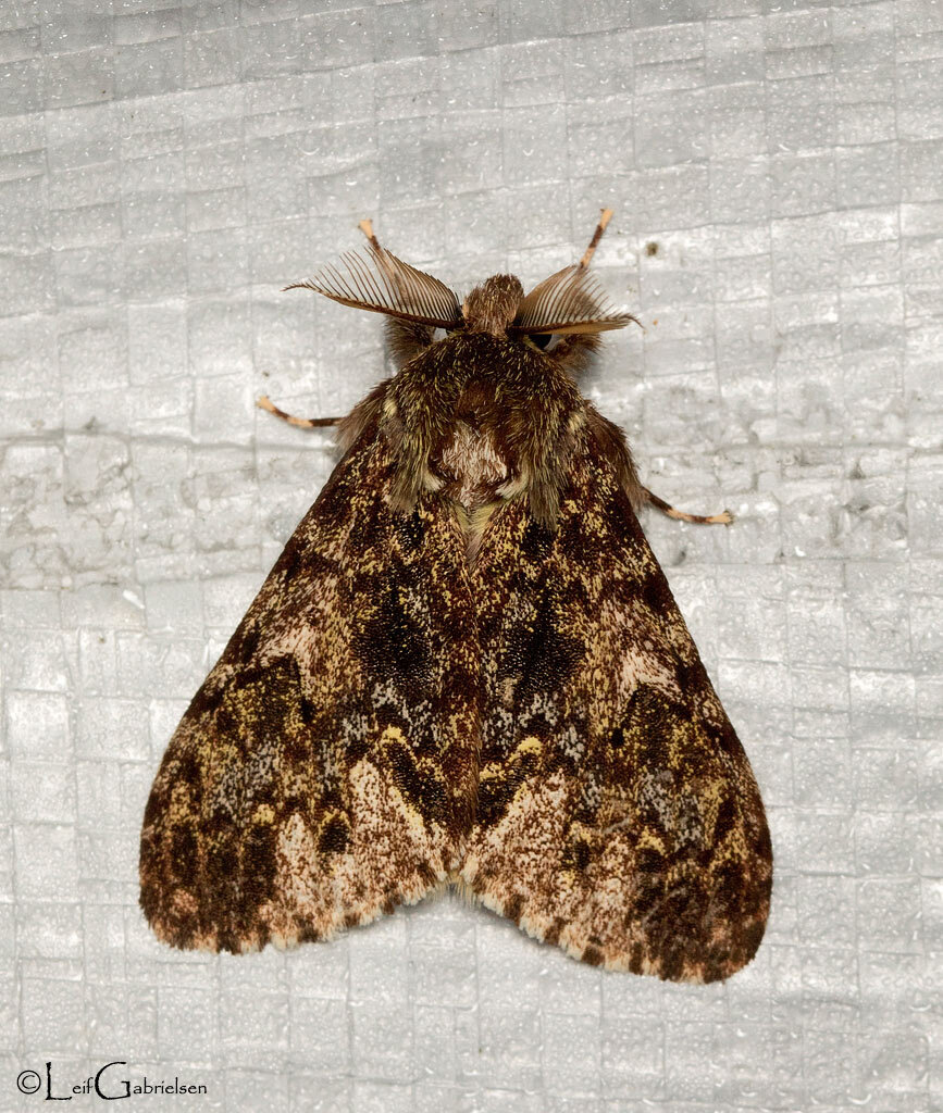 Lymantria mikkolai