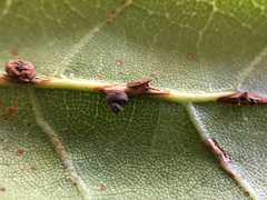 Callirhytis serricornis