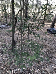 Aphananthe philippinensis