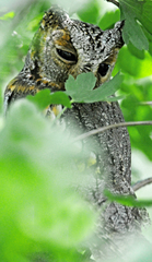 Psiloscops flammeolus