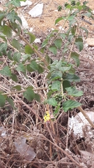 Lantana camara