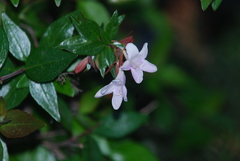 Abelia × grandiflora