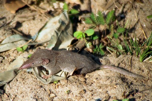 Asian House Shrew (Suncus murinus)