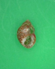 Alcyna ocellata