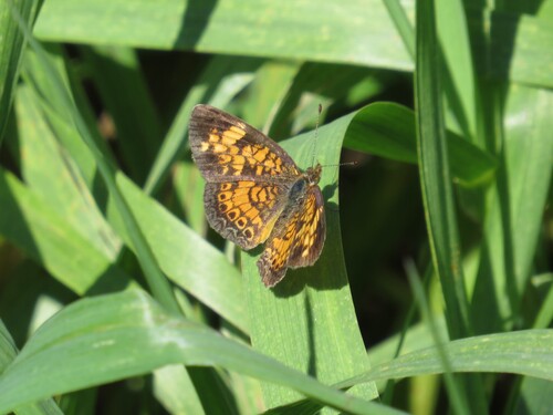 Pearl Crescent photographed in Minnesota