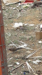 Streptopelia senegalensis