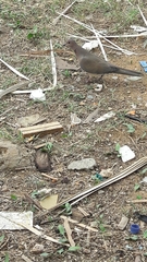 Streptopelia senegalensis