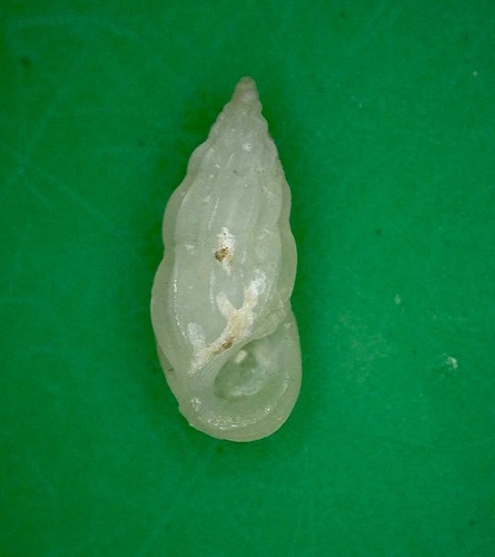 Schwartziella triticea observed 2016-12-04