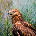 Long-legged Buzzard - Photo (c) Алина Урусова, some rights reserved (CC BY)