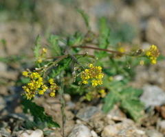 Rorippa hispida