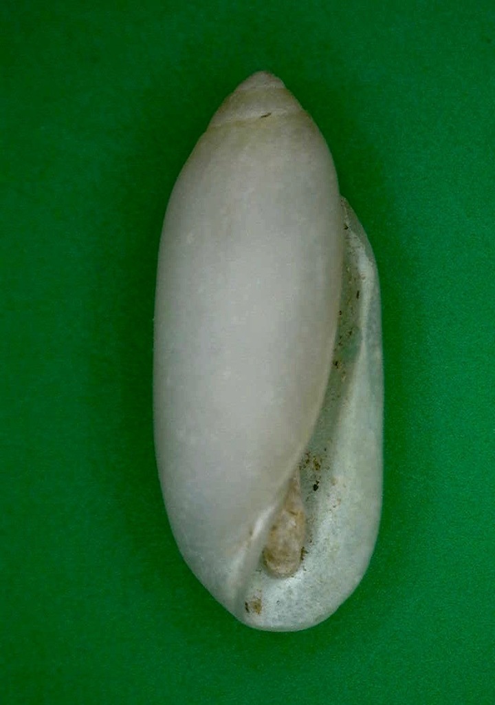 Acteocina sandwicensis