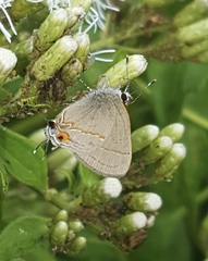 Electrostrymon hugon