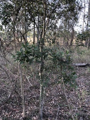 Aphananthe philippinensis