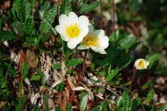 Dryas alaskensis